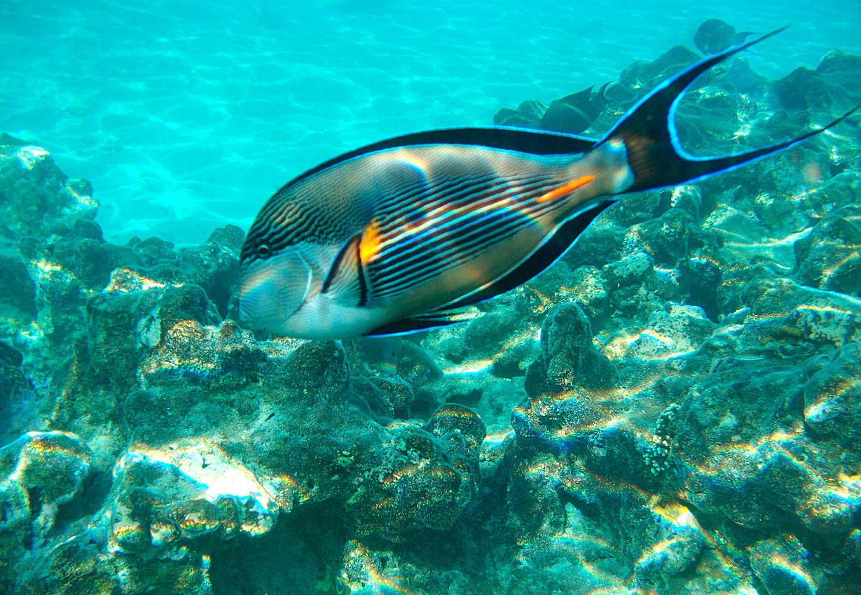 Рыбы Египта Фото С Названиями