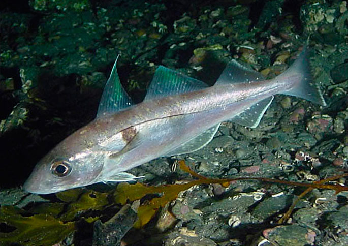 Черноморская рыба 6 букв. Пикша (Melanogrammus aeglefinus). Пикша рыба. Пикша рыба Черноморская. Пикша атлантическая.