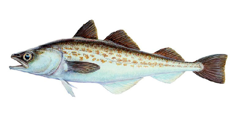 Янтарная рыбка фото