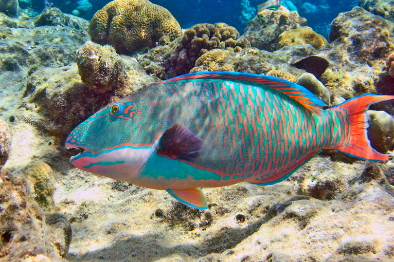 Рыбы Египта Фото С Названиями