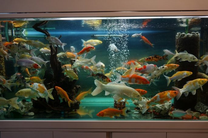 Выбор аквариума