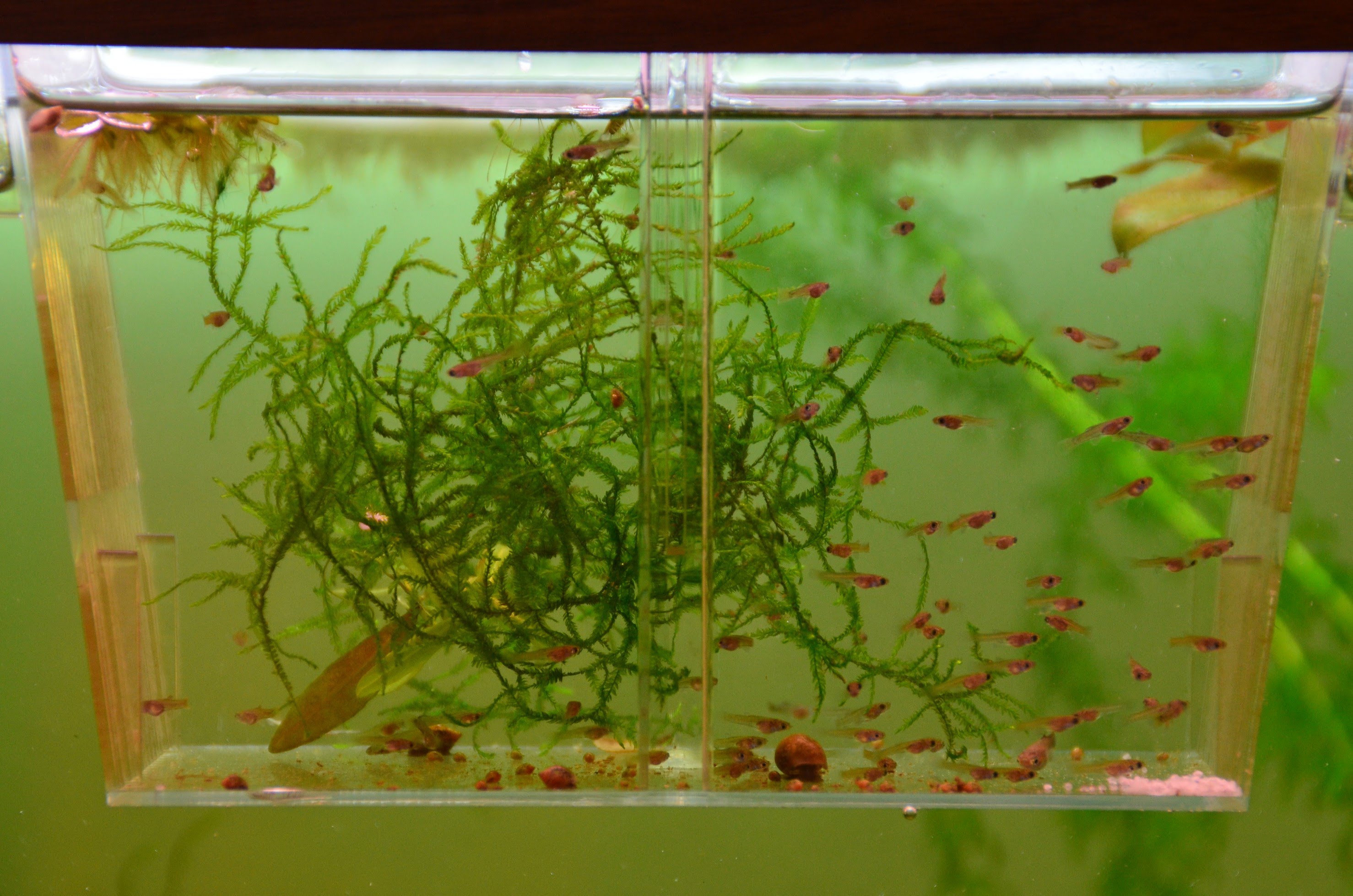 Почему в аквариуме не растут. Гуппи аквариумные рыбки. Нерестовик для гуппи. Мальки гуппи. Растения для гуппи в аквариуме.