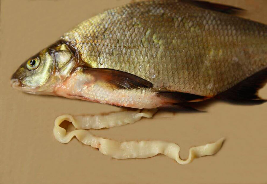 paraziti morskych ryb alimente pentru detox