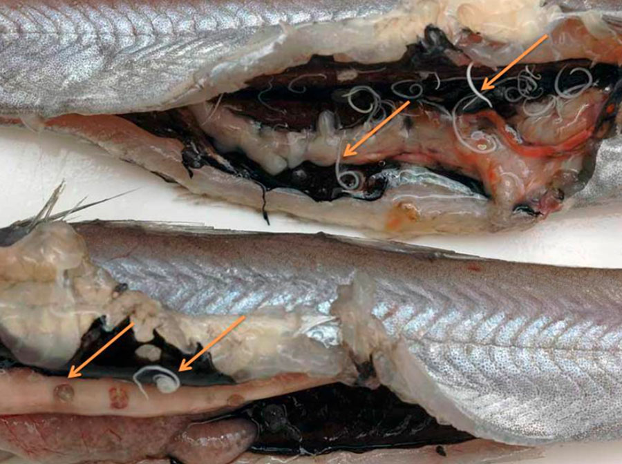 Постодиплостомоз рыб (чернопятнистая или чернильная болезнь)