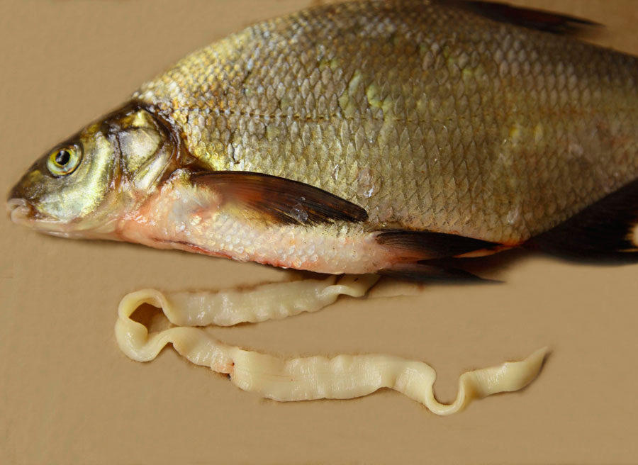 parazit ryba tratamentul verucilor genitale după cauterizare