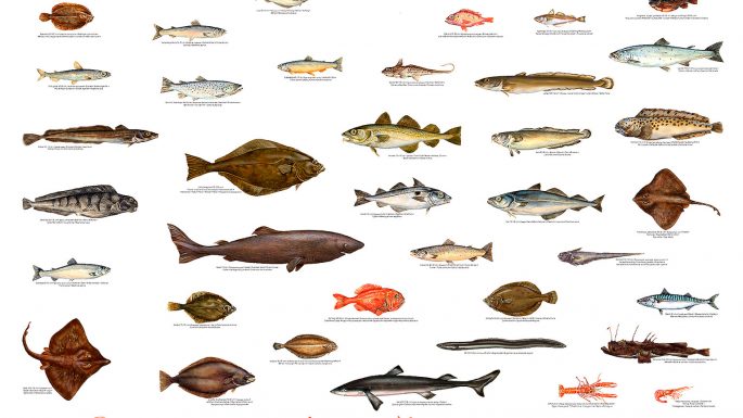 Виды морских рыб