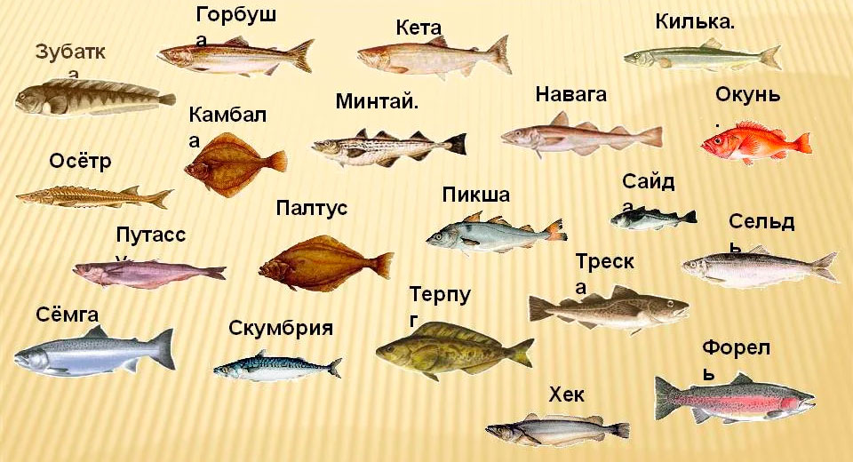 Какая должна быть рыба. Виды рыб. Название рыб. Морская рыба список. Все виды морских рыб.