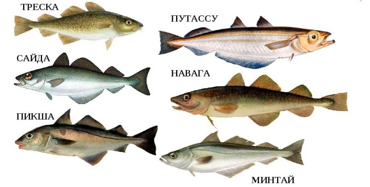 Морской язык рыба фото и описание