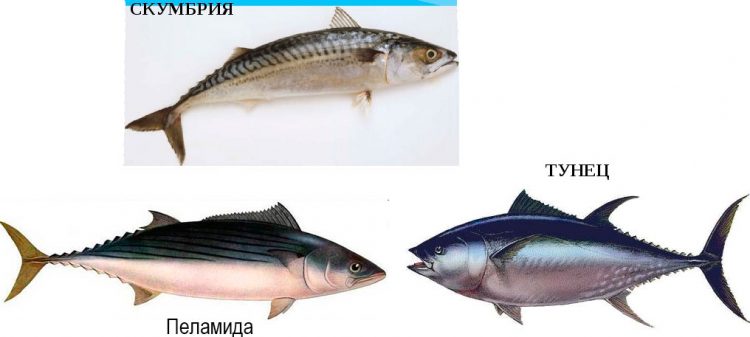 Морской язык рыба фото и описание где водится