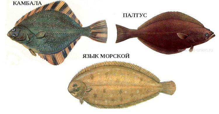 Морской язык рыба фото и описание где водится